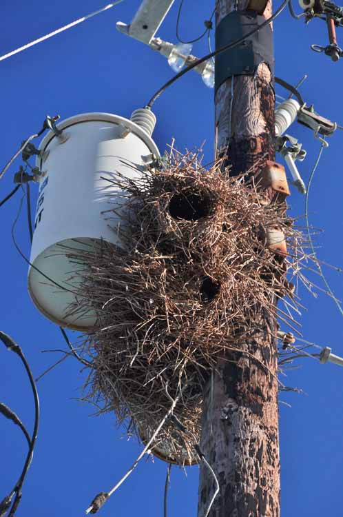 parakeet nest